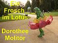 A_Ein Frosch im Lotus Dorothee Molitor
